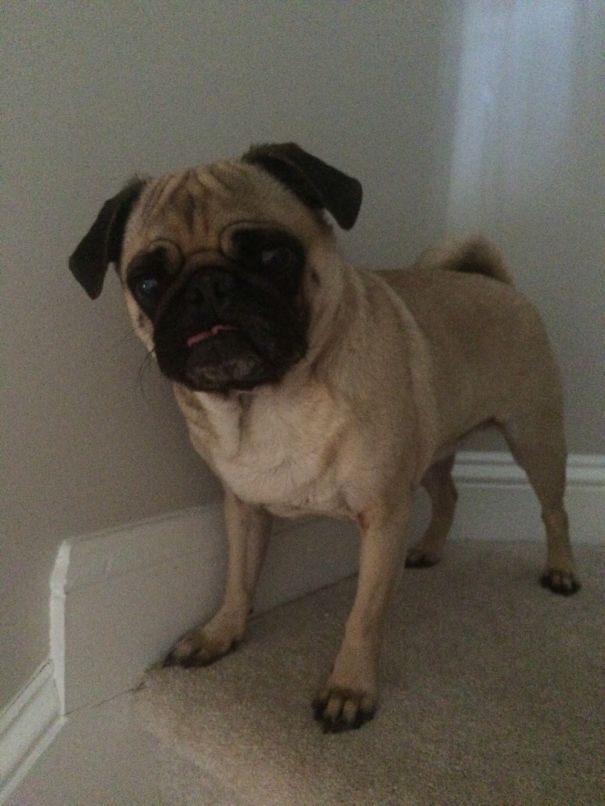 Sir Duncan Of Licks-a-lot