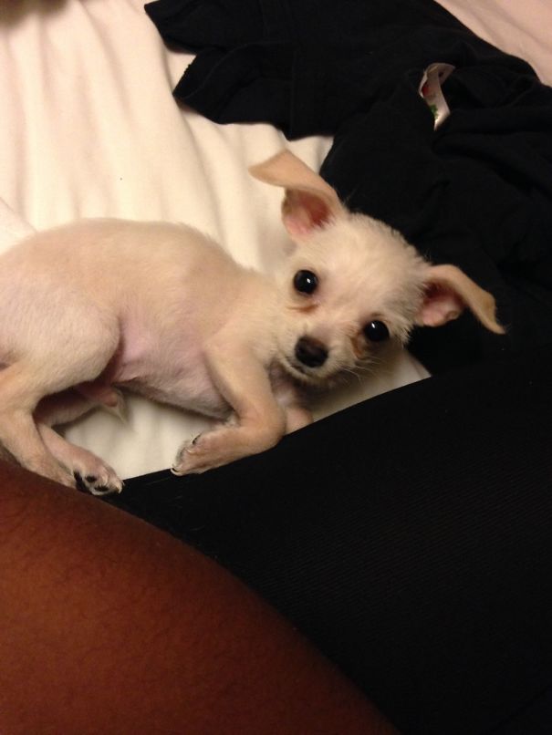 This Is Kush, He Is A Terrier Chihuahua Mix And Is Quite The Live Character.