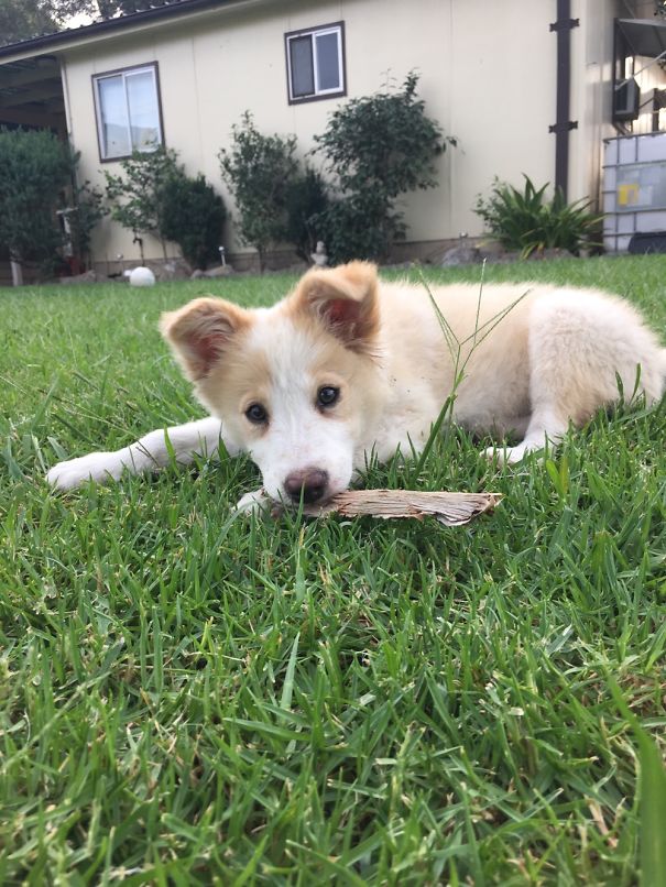 Rossi My Border Collie