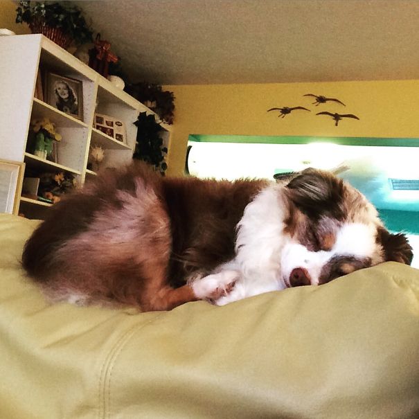Whisper, The Mini Australian Shepard Taking A Nap