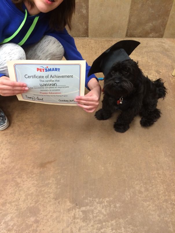 Shih Poo Puppy Graduating Puppy Training