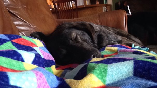 She May Not Be Little Anymore But She's Still A Puppy (: Meet Malibu