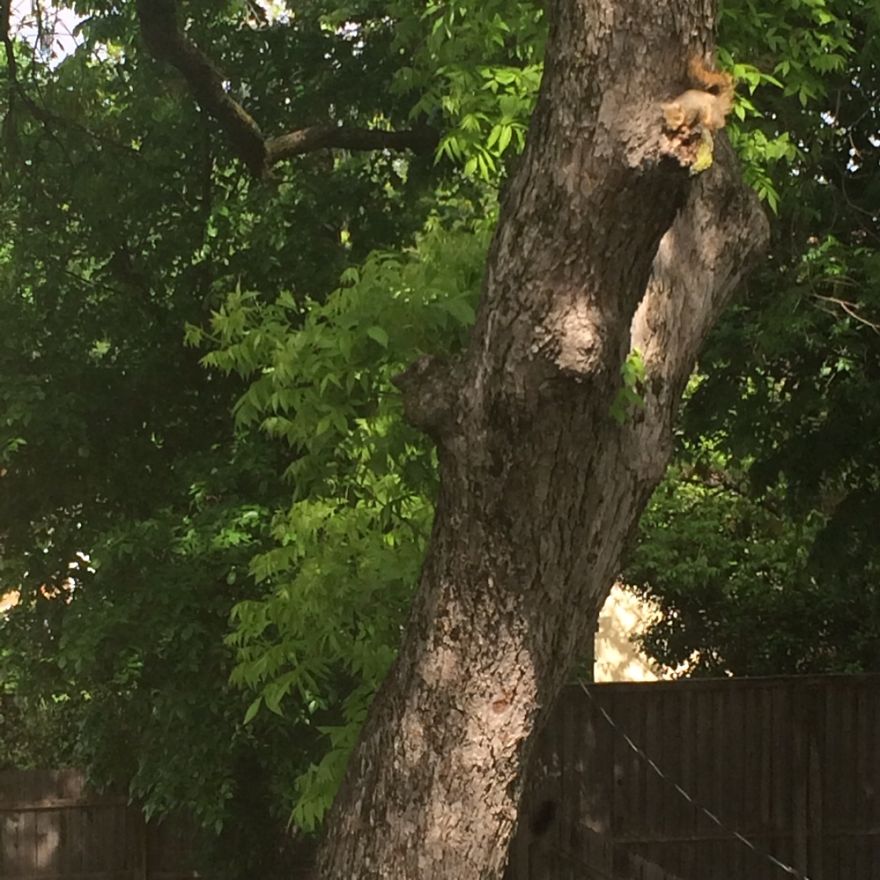 My View With Harold The Squirrel