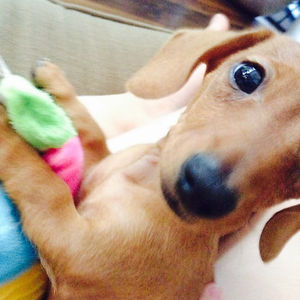 puggiekisses05 avatar