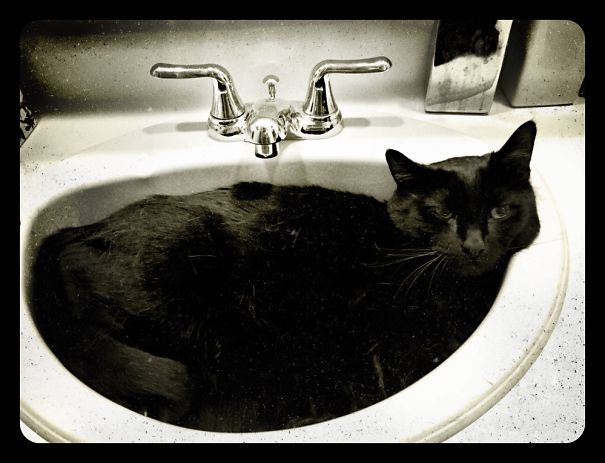 4 Cat Trees And 6 Cat Beds In The House. And One Far Superior Bathroom Sink.