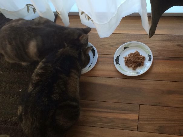 I Have 2 Lefty Cats...