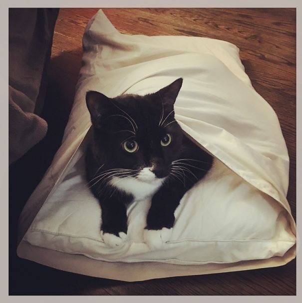 The Prince-ss And The Pea-llow