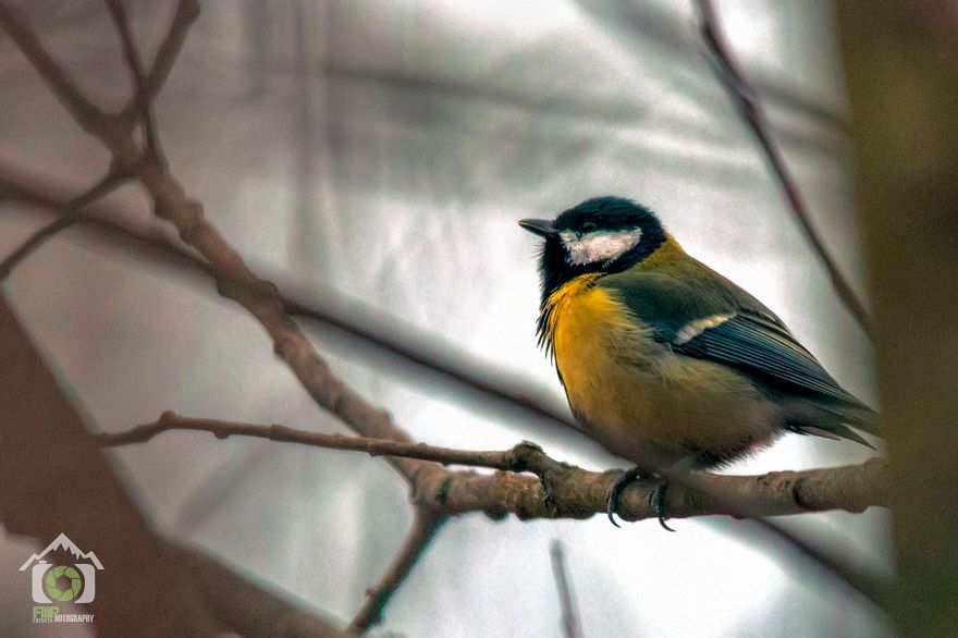 I've Been Photographing Different Bird Species For 5 Years