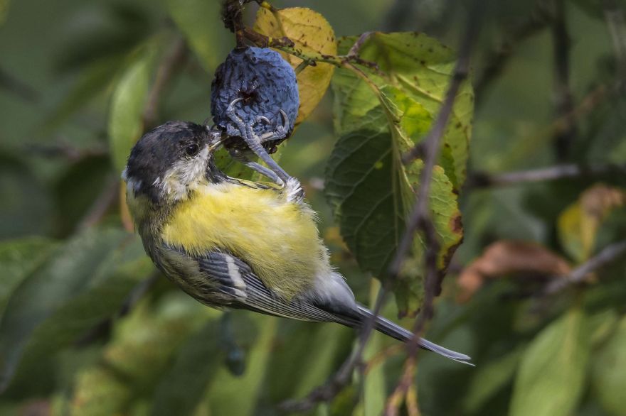 I've Been Photographing Different Bird Species For 5 Years