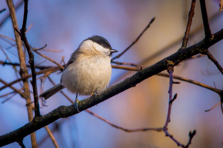 I've Been Photographing Different Bird Species For 5 Years