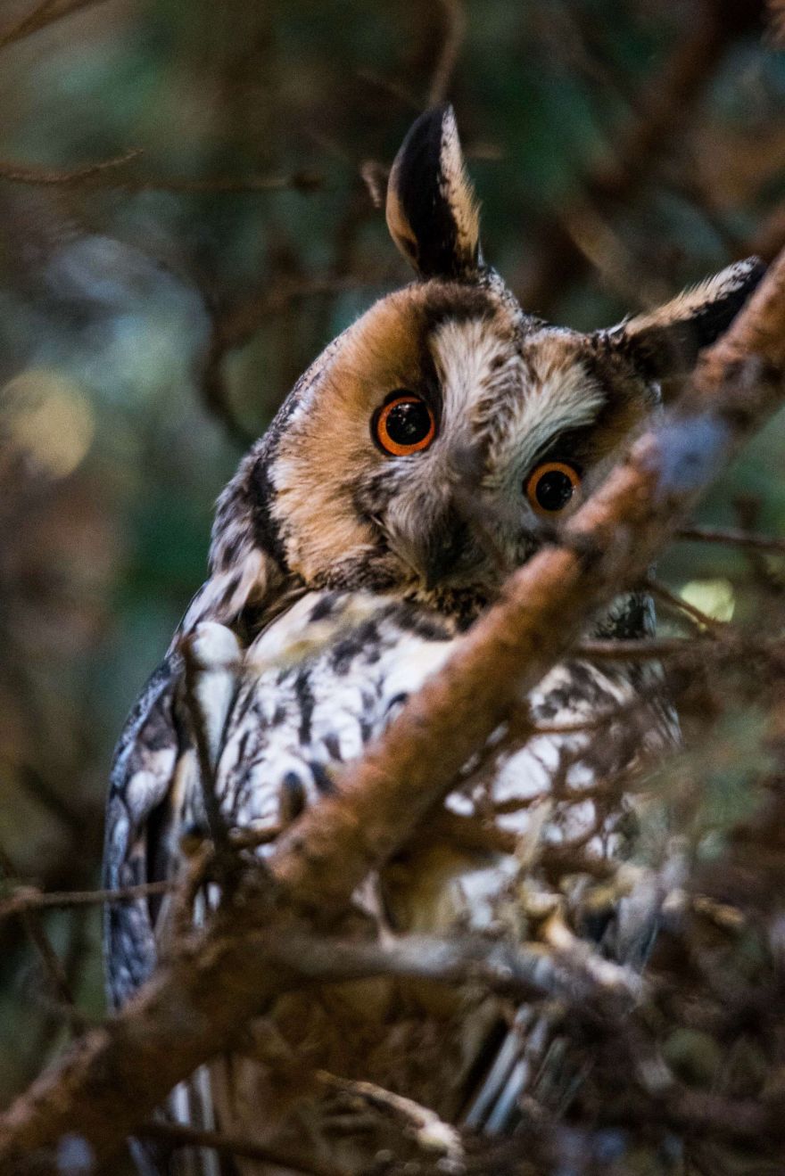 I've Been Photographing Different Bird Species For 5 Years
