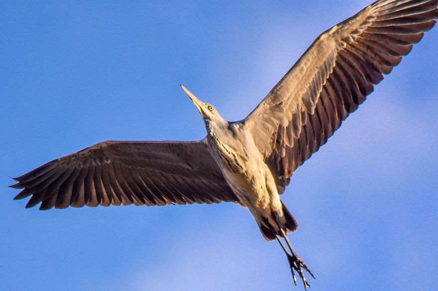 I've Been Photographing Different Bird Species For 5 Years