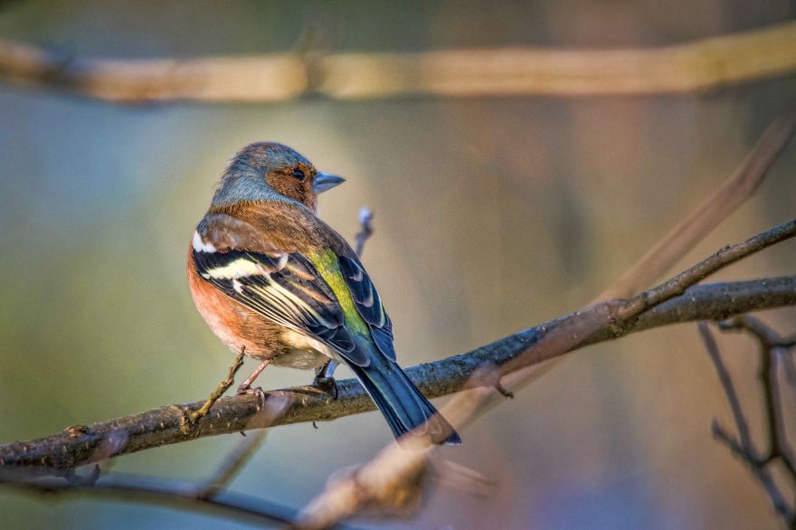 I've Been Photographing Different Bird Species For 5 Years