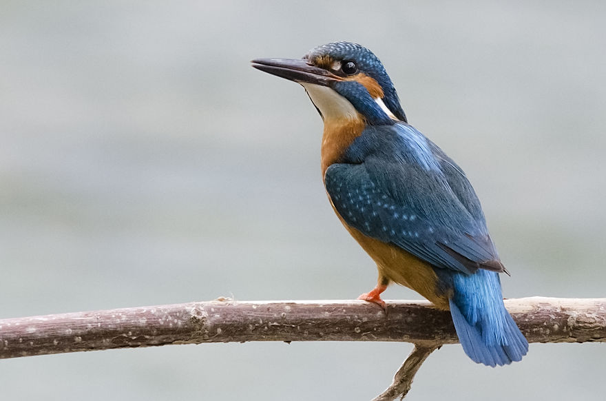 I've Been Photographing Different Bird Species For 5 Years
