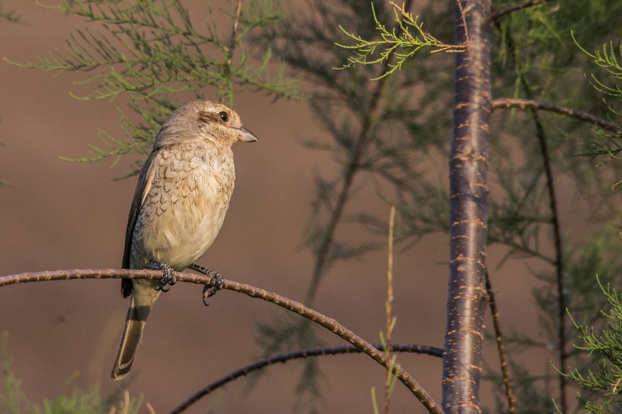 I've Been Photographing Different Bird Species For 5 Years