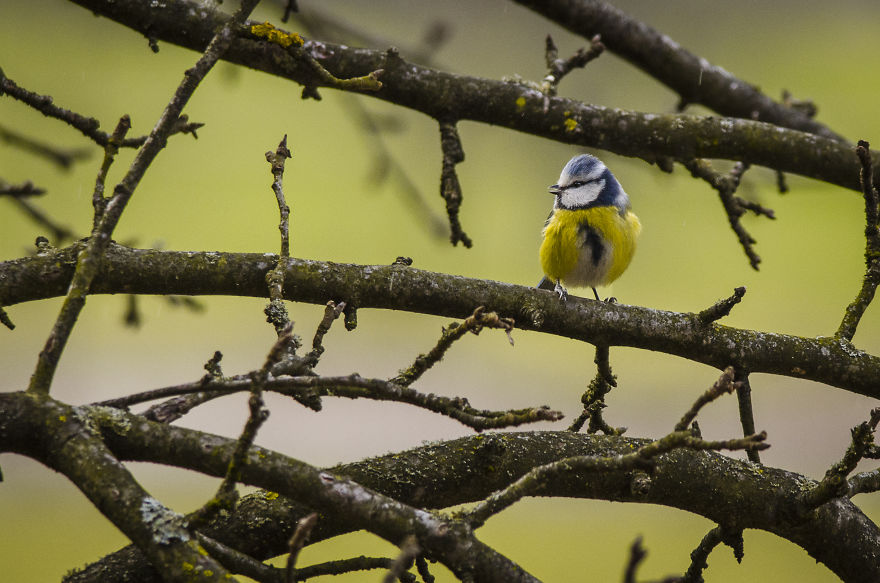 I've Been Photographing Different Bird Species For 5 Years
