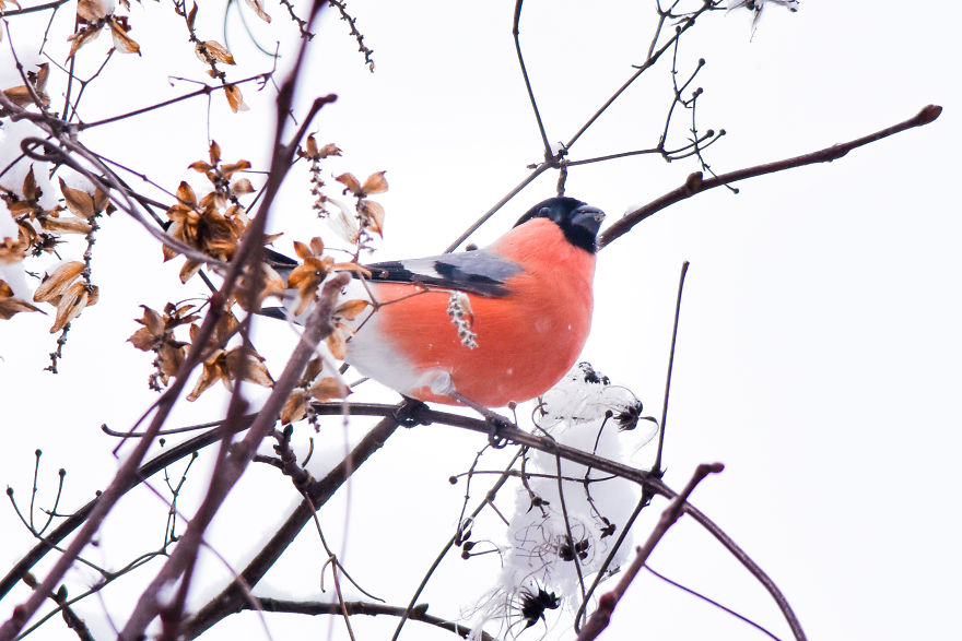I've Been Photographing Different Bird Species For 5 Years