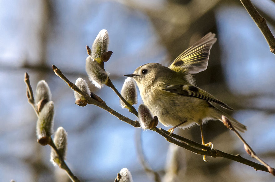 I've Been Photographing Different Bird Species For 5 Years