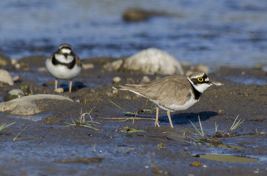 I've Been Photographing Different Bird Species For 5 Years