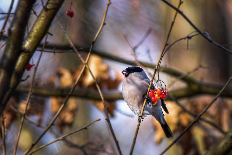 I've Been Photographing Different Bird Species For 5 Years