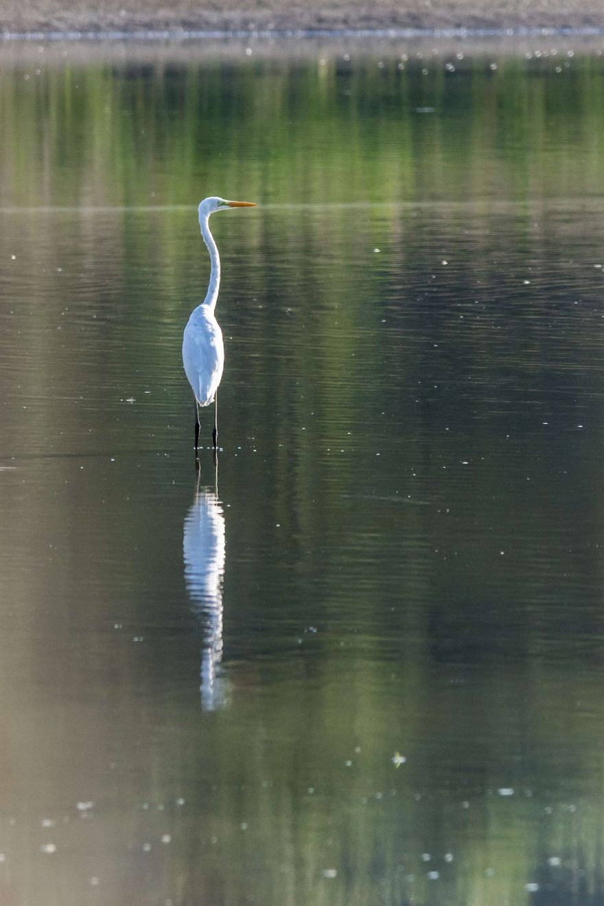 I've Been Photographing Different Bird Species For 5 Years