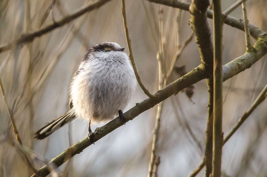 I've Been Photographing Different Bird Species For 5 Years