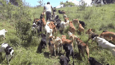 land-of-stray-dogs-territorio-de-zaguates-costa-rica-16 land-of-stray-dogs-territorio-de-zaguates-costa-rica-16