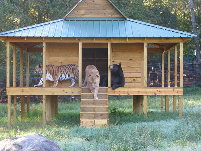 lion-tiger-bear-unusual-friendship-animal-shelter-georgia-11 lion-tiger-bear-unusual-friendship-animal-shelter-georgia-11