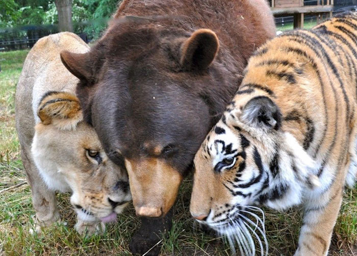 Bear, Lion And Tiger Brothers Haven’t Left Each Other’s Side For 15 Years