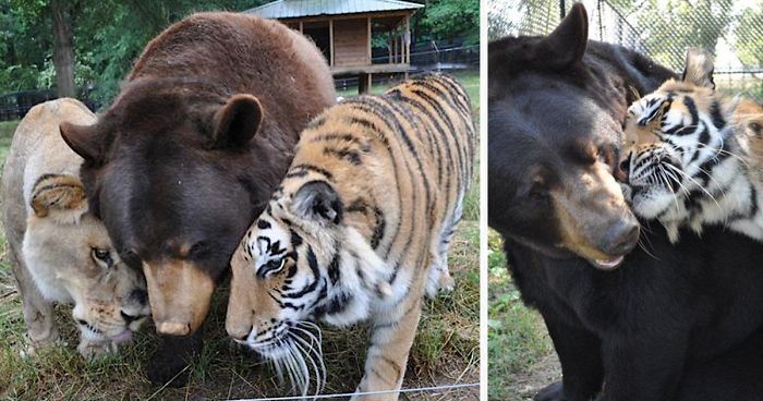 Bear, Lion And Tiger Brothers Haven’t Left Each Other’s Side For 15 Years