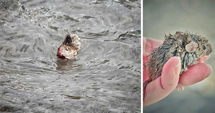 I Documented The Struggles Of A Little Mouse In Cold Water