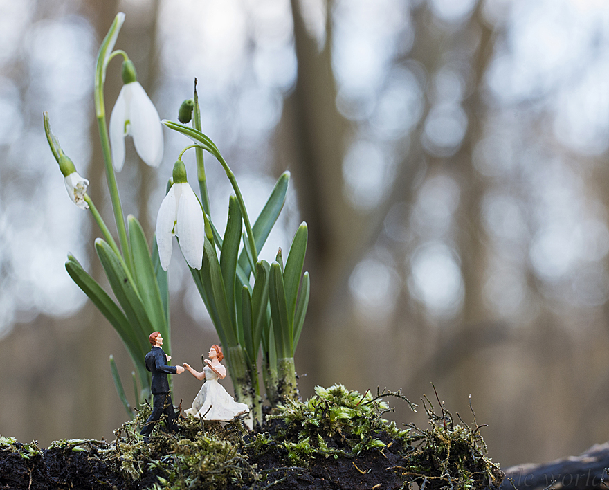 Dancing In The Forest