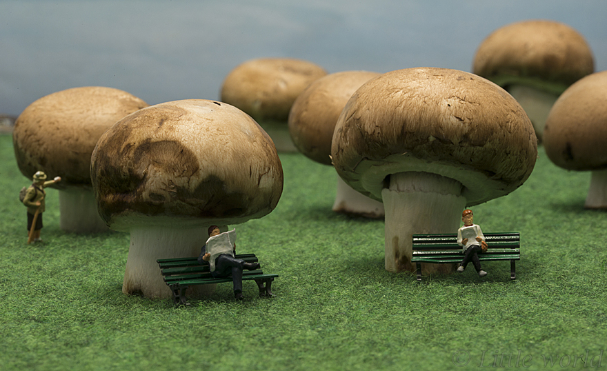 Mushroom Forest