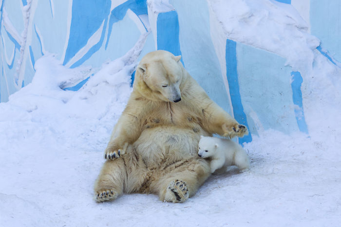 Loving Polar Bear Mama Playing With Her Baby In Snow For The First Time