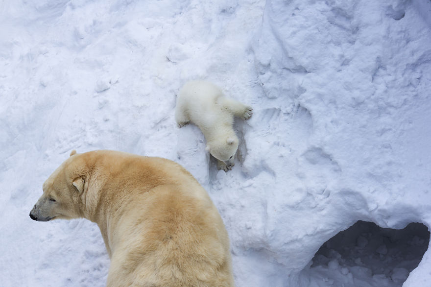 Loving Polar Bear Mama Playing With Her Baby In Snow For The First Time