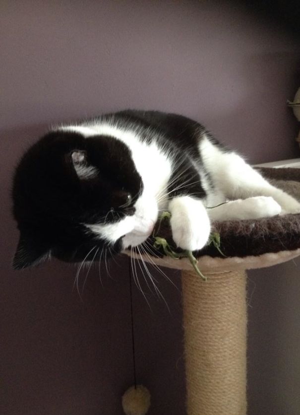 Has So Many Toys... Rather Plays With A Tomato Stem