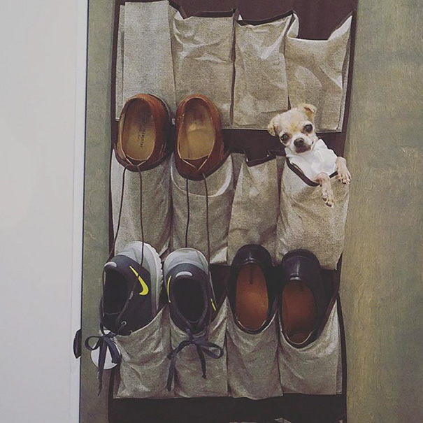 man-adopts-senior-dogs-shelter-steve-greig-126 man-adopts-senior-dogs-shelter-steve-greig-126