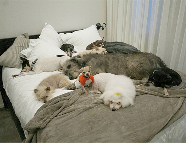 man-adopts-senior-dogs-shelter-steve-greig-53 man-adopts-senior-dogs-shelter-steve-greig-53