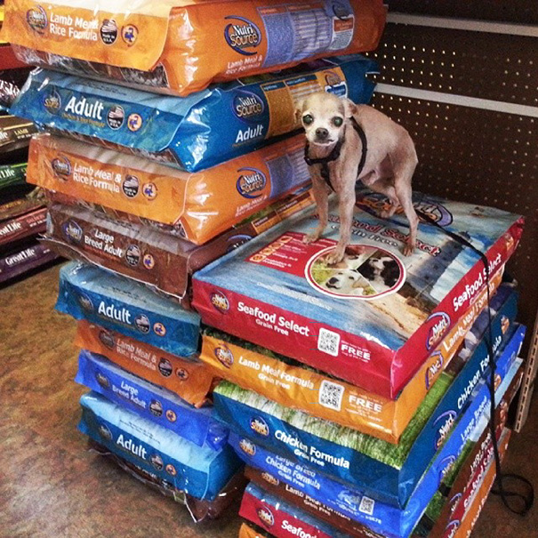 man-adopts-senior-dogs-shelter-steve-greig-6 man-adopts-senior-dogs-shelter-steve-greig-6