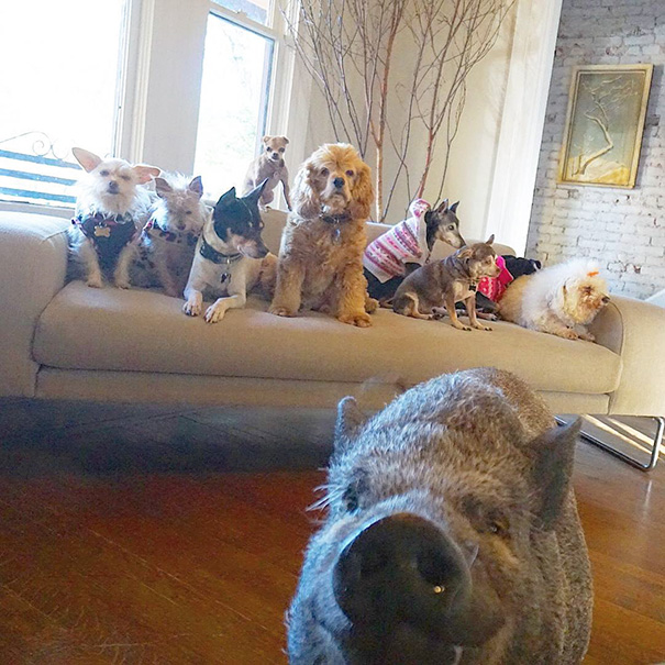 man-adopts-senior-dogs-shelter-steve-greig-98 man-adopts-senior-dogs-shelter-steve-greig-98