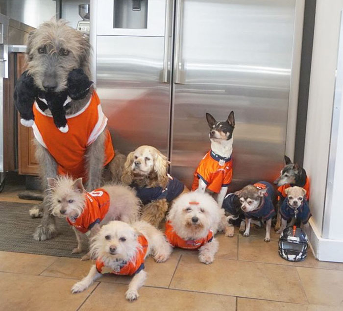 Man Devotes His Life To Adopting Old Dogs Who Can’t Find Forever Homes