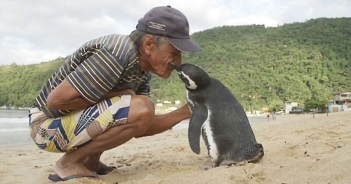 Penguin Swims 8,000KM Every Year To See The Man Who Saved His Life