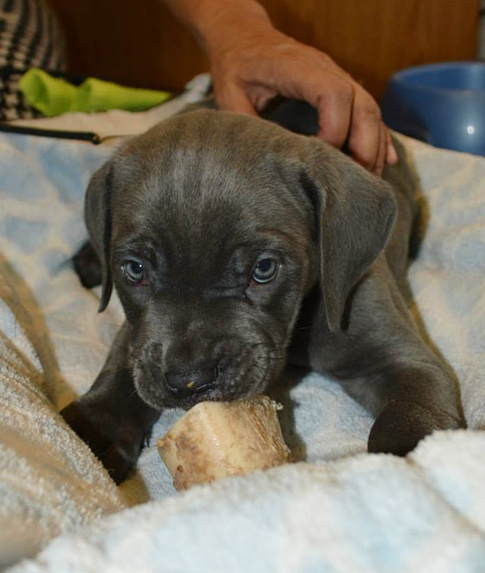 mastiff-swimmers-syndrome-willow-2nd-chances-rescue-10