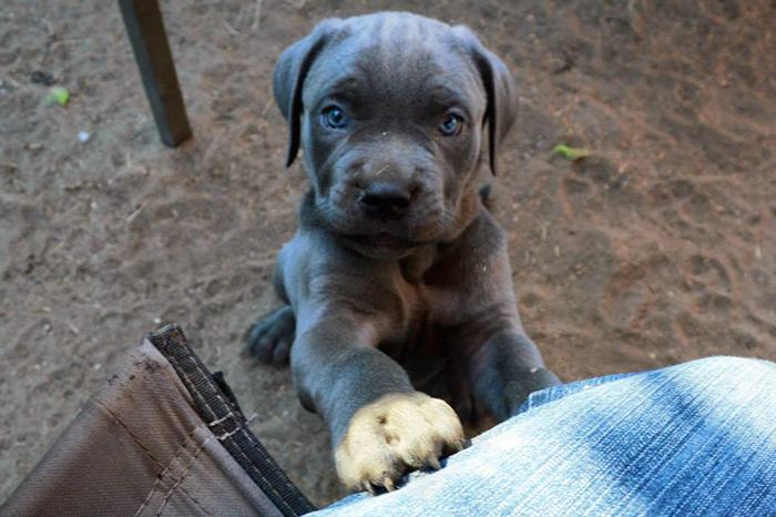 mastiff-swimmers-syndrome-willow-2nd-chances-rescue-12