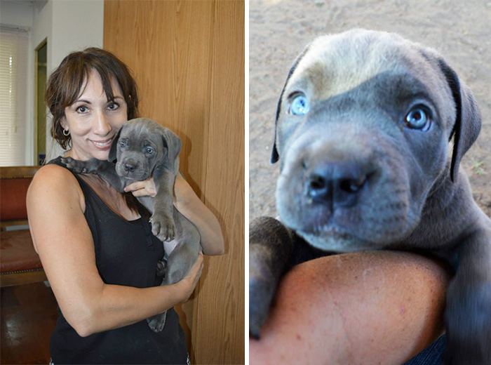 mastiff-swimmers-syndrome-willow-2nd-chances-rescue-3