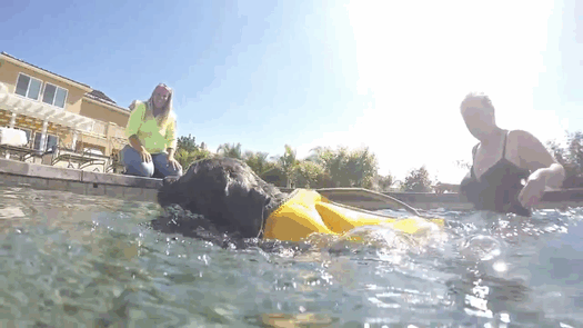 mastiff-swimmers-syndrome-willow-2nd-chances-rescue-31 mastiff-swimmers-syndrome-willow-2nd-chances-rescue-31