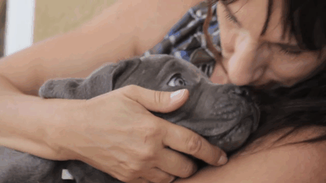 mastiff-swimmers-syndrome-willow-2nd-chances-rescue-32 mastiff-swimmers-syndrome-willow-2nd-chances-rescue-32