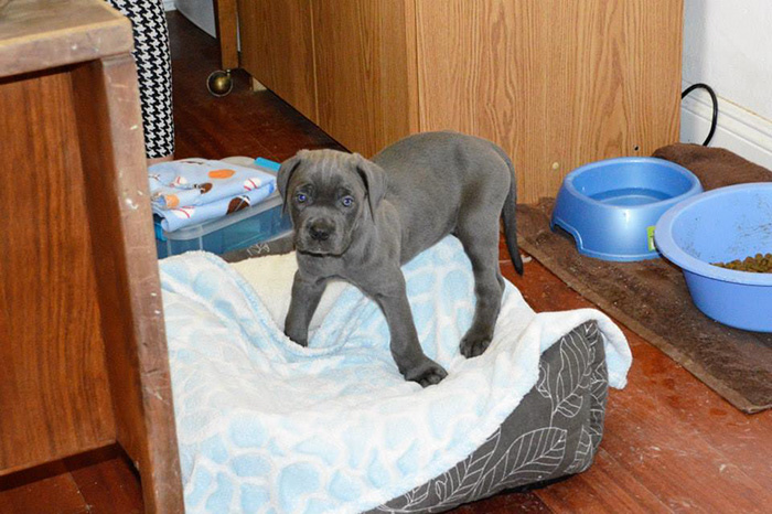 mastiff-swimmers-syndrome-willow-2nd-chances-rescue-5