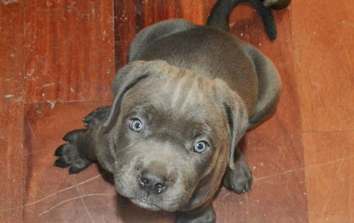 mastiff-swimmers-syndrome-willow-2nd-chances-rescue-7 mastiff-swimmers-syndrome-willow-2nd-chances-rescue-7