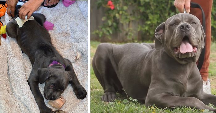 Abandoned Mastiff Pup That Couldn’t Walk Now Runs Happily With The Humans That Believed In Her